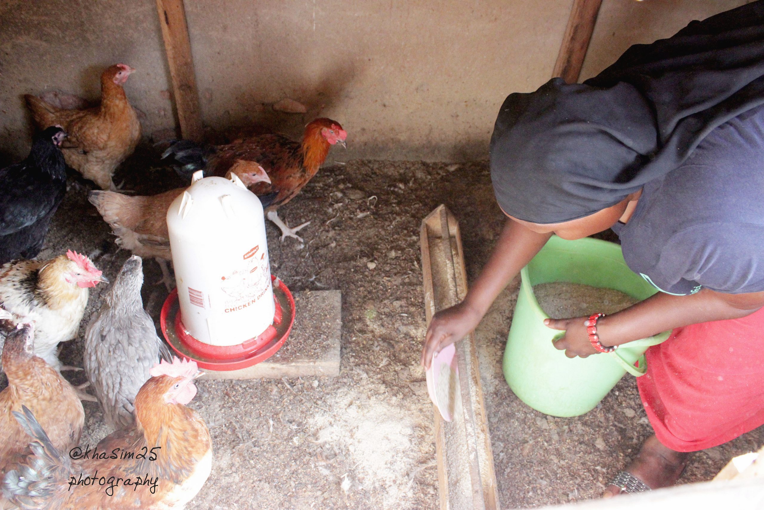 TDA-Poultry Chicken Rearing Pix